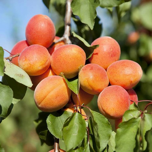 Описание сорта абрикоса Знаходка