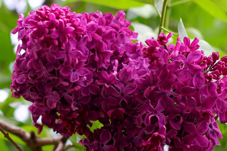 Саженцы сирени — добавьте аромат и красоту вашему участку