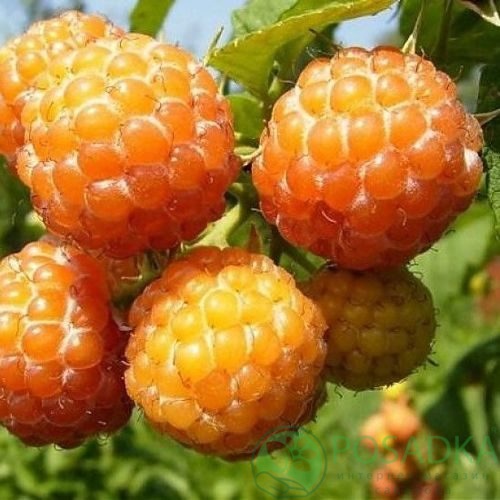 Малина КУМБЕРЛЕНД желтая в Таразе
