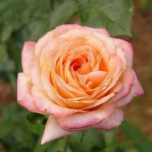Роза ЯНКИ ДУДЛ чайно-гибридная в Таразе