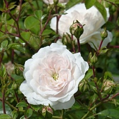 Роза почвопокровная СВАНИ в Таразе