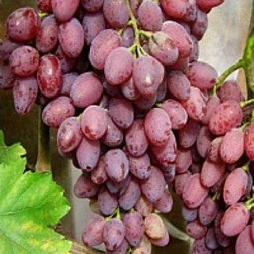 Виноград ПАМЯТИ СМИРНОВА в Таразе