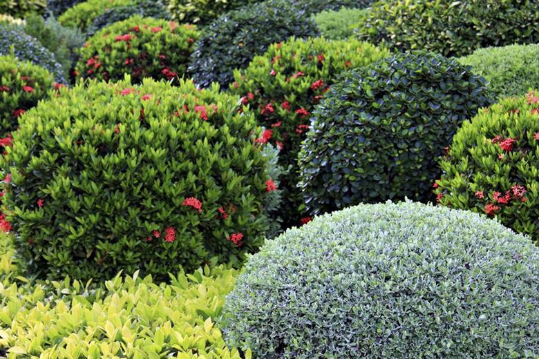 Декоративные новинки сезона — создайте сад мечты!