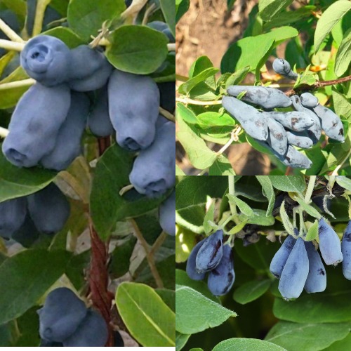 Комплект СЕВЕРНЫЕ ВИТАМИНЫ в Таразе