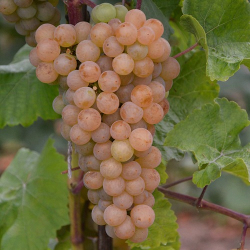 Виноград ПЛАТОВСКИЙ в Таразе