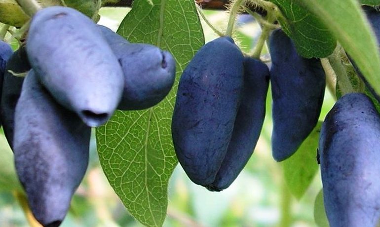 Жимолость съедобная