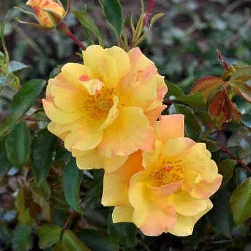 Роза АНГЕЛИНА ФРЕСКА флорибунда в Таразе