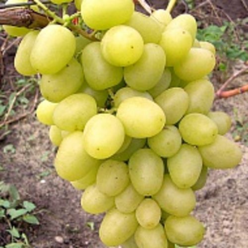 Виноград АРКАДИЯ в Таразе