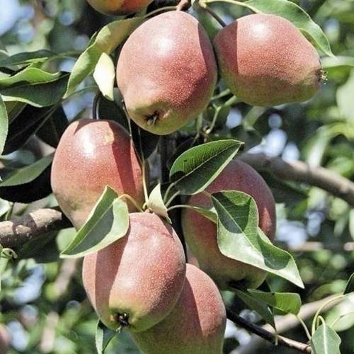 Груша КИРГИЗСКАЯ ЗИМНЯЯ в Таразе