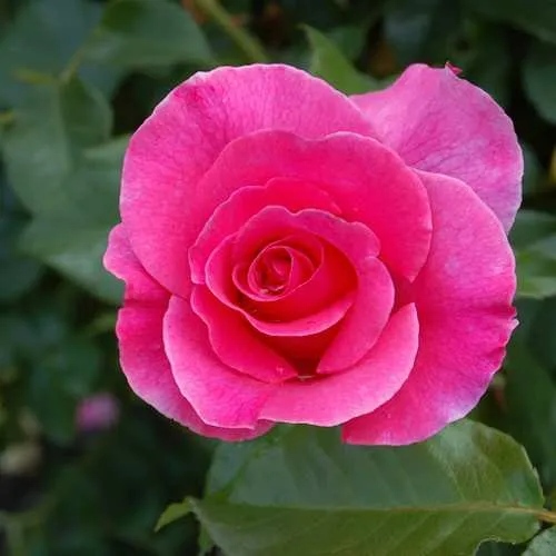 Роза РОМАНС флорибунда в Таразе