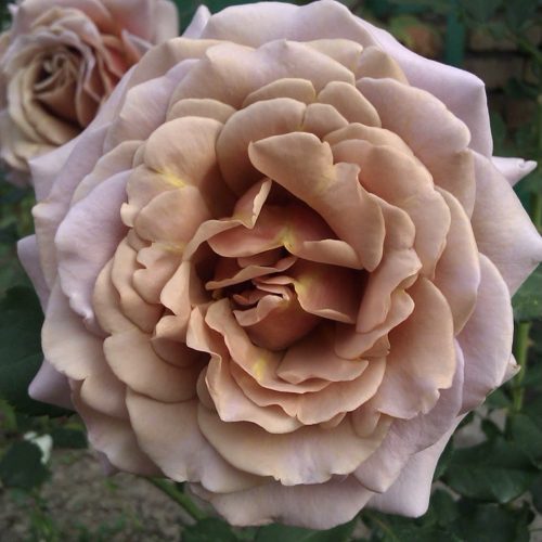 Роза КОКО ЛОКО флорибунда в Таразе