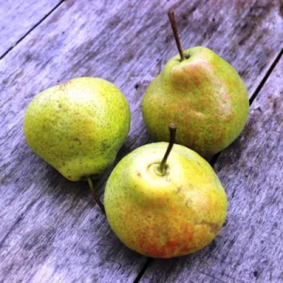 Груша ФЕЕРИЯ в Таразе
