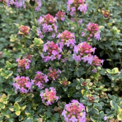 Тимьян ДОННА ВАЛЕЙ лимоннопахнущий в Таразе