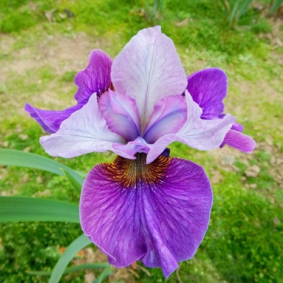 Ирис ЛАЙТ ОВ ХАРТ сибирский в Таразе