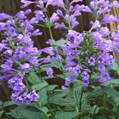 Котовник БЛЮ ДРИМС полусидячий в Таразе