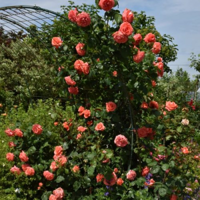 Роза ДИ ДИ БРИДЖУОТЕР плетистая в Таразе