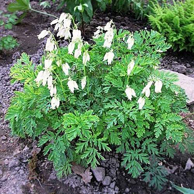 Дицентра красивая АВРОРА в Таразе