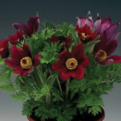 Прострел ПИНВИЛ РЕД ШЕЙДЕС в Таразе