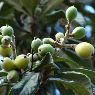 МУШМУЛА  в Таразе