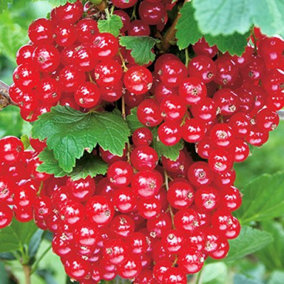 Смородина красная РУДНЕУС в Таразе