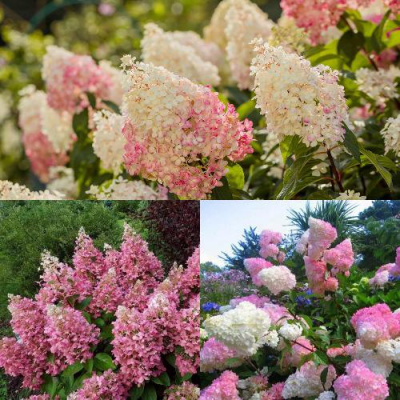 Комплект ЯГОДНОЕ МОРОЖЕНОЕ в Таразе