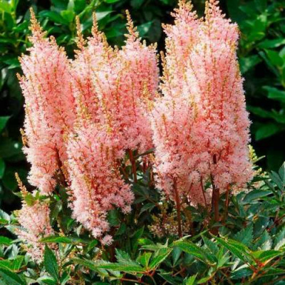 Астильба ЛУК ЭТ МИ японская в Таразе