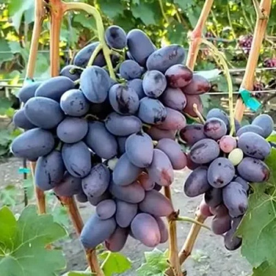 Виноград ТОРНАДО в Таразе