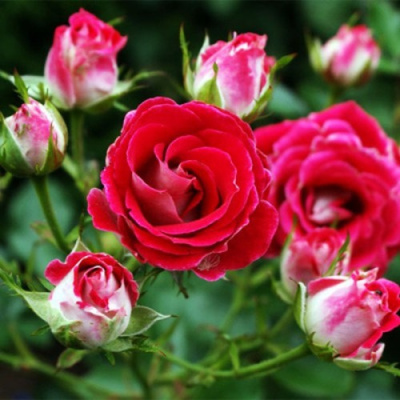 Роза ШОНЕ КОБЛЕНЦЕРИН флорибунда в Таразе