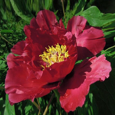 Пион КРАСНЫЙ ЛОТОС древовидный в Таразе