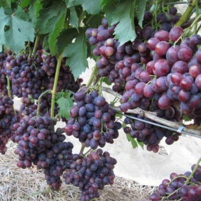 Виноград ПОДАРОК НЕСВЯТАЯ в Таразе