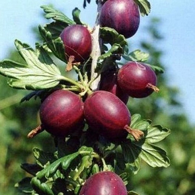 Крыжовник СЛИВОВЫЙ в Таразе