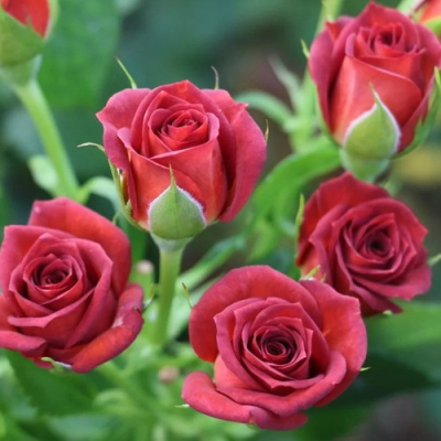 Роза ЧОКОЧИНО спрей в Таразе