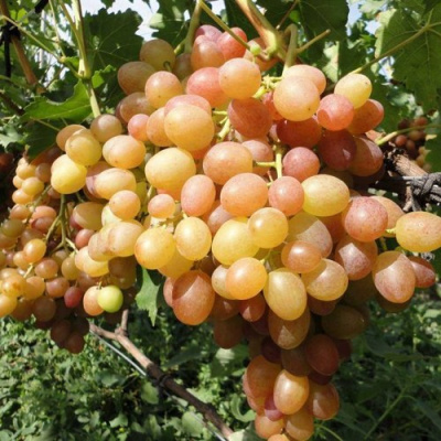 Виноград ХАМЕЛЕОН в Таразе
