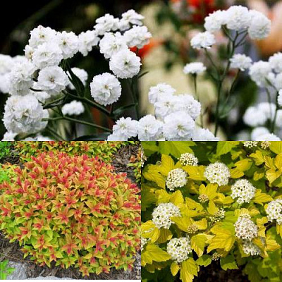 Комплект СОЛНЕЧНЫЙ МИКС в Таразе