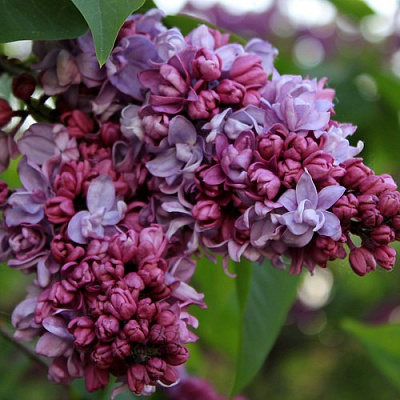 Сирень П.П.КОНЧАЛОВСКИЙ в Таразе