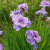 Ирис ХЭВИНГ ФАН сибирский в Таразе