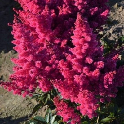 Астильба ЛАКИ ДЕЙ Арендса в Таразе