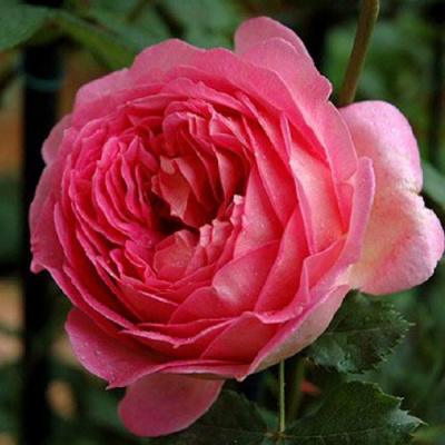 Роза ДЖУБИЛИ СЕЛЕБРЕЙШН английская в Таразе