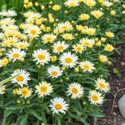 Нивяник БРОДВЕЙ ЛАЙТС великолепный в Таразе