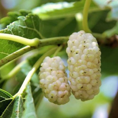 Шелковица БЕЛАЯ АЛЬБА в Таразе