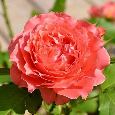 Роза КОРАЛ ЖЕЛЕ японская в Таразе