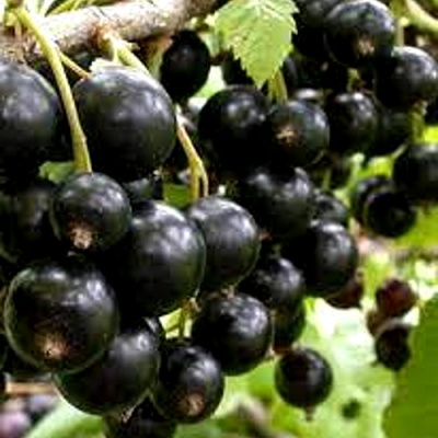 Смородина черная ОРЛОВСКИЙ ВАЛЬС в Таразе