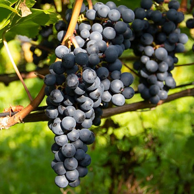 Виноград АМУРСКИЙ ПОТАПЕНКО в Таразе