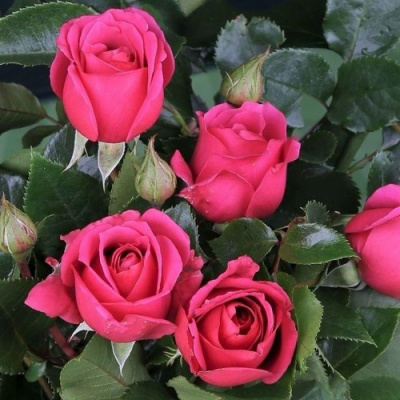 Роза ЛАВ ЛЕТТЕР флорибунда в Таразе