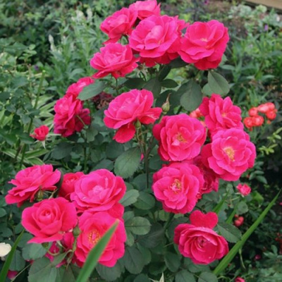 Роза ДЖОРДЖ ВАНКУВЕР флорибунда в Таразе