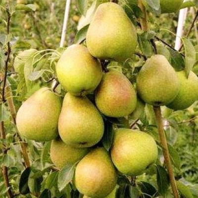 Груша МЛИЕВСКАЯ РАННЯЯ в Таразе