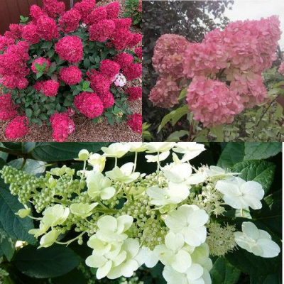 Комплект САД ЭМОЦИЙ в Таразе