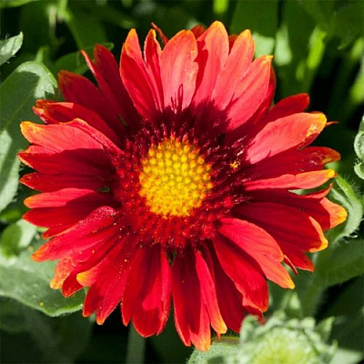 Гайлардия АРИЗОНА РЕД ШЕЙДС в Таразе