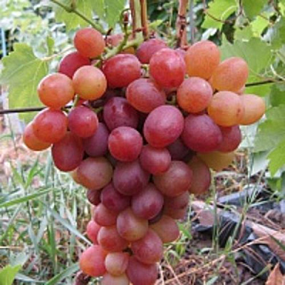 Виноград ЛИВИЯ в Таразе
