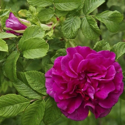 Шиповник ХАНСА в Таразе